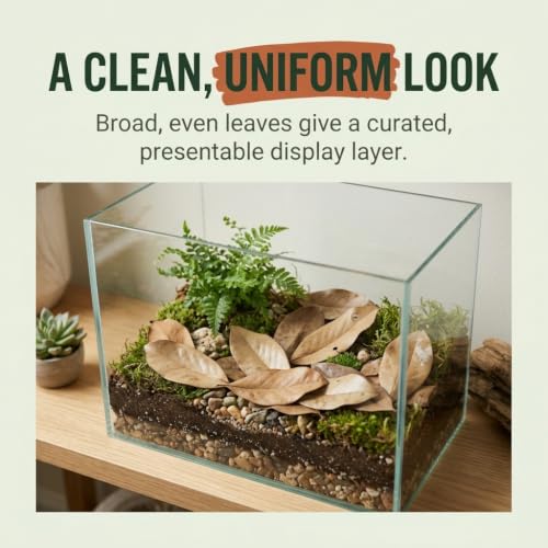 21 Leaves Magnolia Leaves | Bioactive Terrarium Substrate & Supply | Ships Fast from Texas