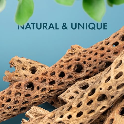 Natural Cholla Wood - Driftwood for Aquariums, Air Plant Base, Hermit Crab and Freshwater Shrimp Hideout, Fish Tank Decoration, Chinchilla Chews, Reptile Habitat Wood - 6 Inch, 5pc - size: 6 Inch, 5pc