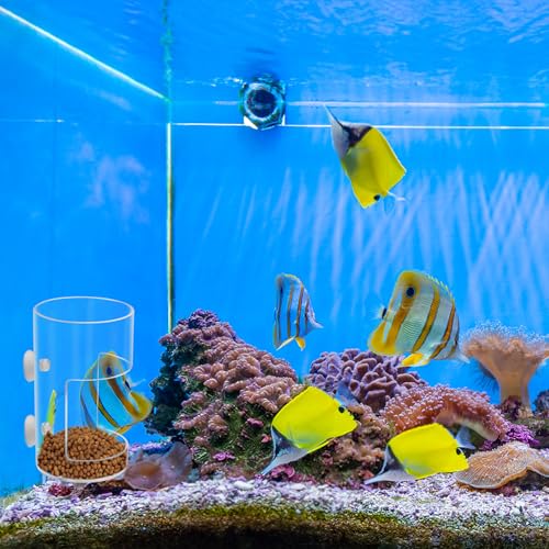 New Fish Tank Feeding Tray with Suction Cup, Feeding Tube Supplies, Tank Divider Supplies, Breeder Box for Aquarium, Round Aquariums & Fish Bowls Accessories - color: 2.Transparent