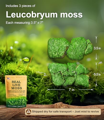 Live Leucobryum Moss 2-Pack 3.5x7in for Terrariums & Bonsai | Soft Cushion Texture, Easy to Shape, Natural Ground Cover, Orchid Displays, Miniature Landscapes, Plant Decor, Moss Art