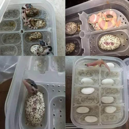 Reptile Incubation Box Reptile Incubator Egg Tray Hatching Box with 12 Grids for Turtle Gecko Lizards Mane Reptile Egg Incubators