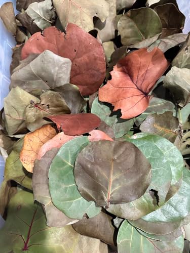 40 Natural Sea Grape Leaves from Florida Preserve – Organic, Chemical-Free Leaf Litter for Terrariums, Hermit Crabs, Reptiles & Crafts – Large Assorted Sizes (2- Gallon Bags)