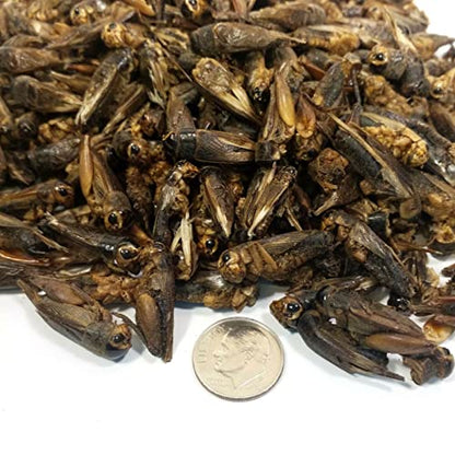 Crickets - Freeze Dried Crickets for Tropical Fish, Reptiles, Turtles, Tortoises Frogs, Hamsters, Birds, Rodents…8oz Med Jar - size: 8 Ounce (Pack of 1)