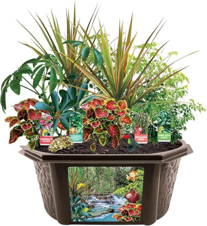 Toys by Biosphere Terrarium Starter Kit with Complete Supplies to Create Your Own Jungle! Indoor Plants for Home Displays and Gardens (Tropical Rainforest Jungle) - style: Tropical Rainforest Jungle