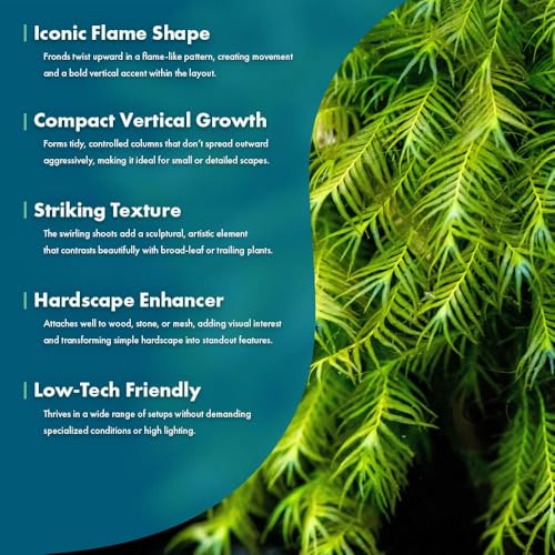 Live Aquarium Plants on Driftwood, Lava Rock, Moss, Fiber Mat - Freshwater Fish Tanks - Easy, Beginner Friendly (Fissidens Fontanus, (One Golfball)) - color: Fissidens Fontanus - Golf Ball, size: 1 Pack
