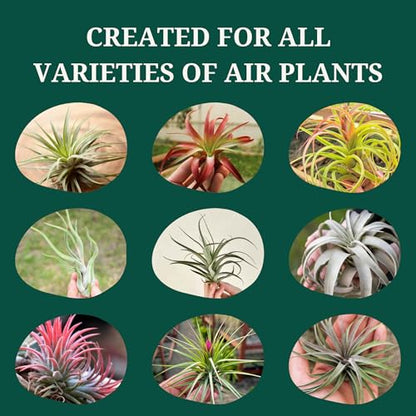 Cute Farms Tillandsia Air Plant Fertilizer | Gentle Weekly Use Formula Plant Food | Formulated Nutrients for Air Plants (8 oz Spray Bottle, 2 Pack) - size: 8 oz (2 Pack)