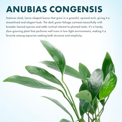 Anubias Live Aquarium Plants - Potted Freshwater Plant for Fish Tanks, Terrariums - Beginner Friendly Low Light (Congensis, 3 Pots) - color: Congensis, size: 3 Pots