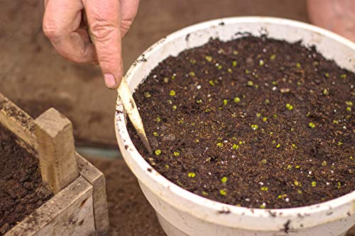 Perfect Plants Organic Sphagnum Peat Moss, 8 qt, Soil Additive | 100% pure with no fillers, holds water and nutrients like a sponge, loosens potting media so roots grow freely - size: 8qts.
