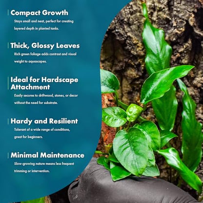 Anubias Nana Live Aquarium Plants - Potted Freshwater Plant for Fish Tanks, Terrariums - Beginner Friendly Low Light (1 Pot) - color: Nana, size: Pot