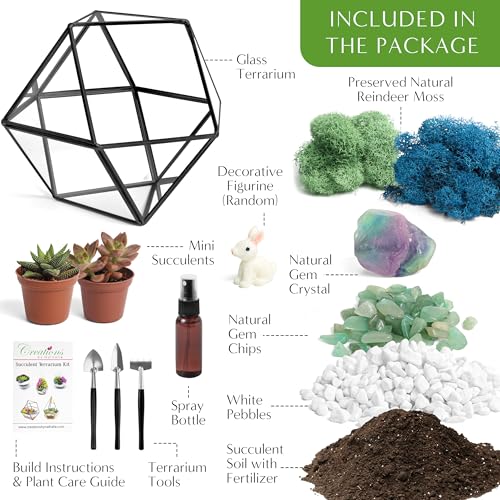 Creations by Nathalie DIY Geometric Glass Terrarium Kit with Live Plant | DIY geometric glass terrarium kit with live plant, moss, and tools for creating indoor terrarium displays with your plants. - color: Dodecahedron Black Frame