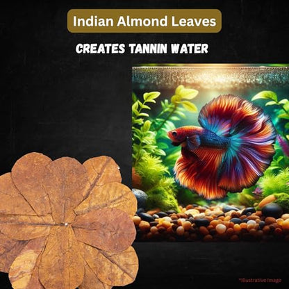 80 Pcs Dried Indian Almond Catappa Ketapang Leaves 4" – Natural Leaf Litter for Betta, Goldfish, Guppy, Tetras & Frogs, Aquarium Botanicals for Fish Tanks, Aquascaping & Terrariums