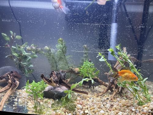 YZHZOM 8pcs Natural Small Spiderwood Driftwood for Aquarium Decor Aquarium Driftwood Freshwater Reptile Driftwood Aquarium spiderwood (spiderwood 5-6inch 8pcs)
