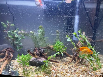 YZHZOM 8pcs Natural Small Spiderwood Driftwood for Aquarium Decor Aquarium Driftwood Freshwater Reptile Driftwood Aquarium spiderwood (spiderwood 5-6inch 8pcs)