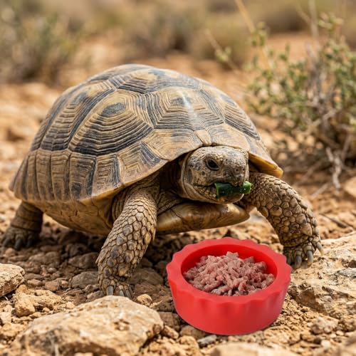 12 Pack Pangea Crested Gecko Food Dish, Reusable Small Reptile Feeding Dish, Water Bowl Crested Gecko Tank Accessories for Hermit Crab Tarantula Isopods Snails Lizard(Silicone, 6 Colors)