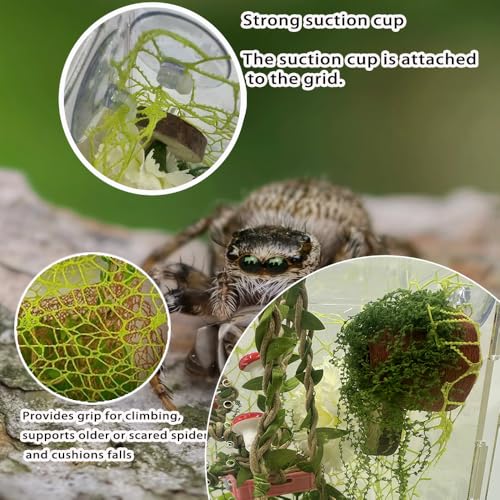 Jumping Spider Hidden Habitat Set (Decorated) - Jumping Spider Cage Accessories - Fun Perimeter Accessories for Climbing and Hiding
