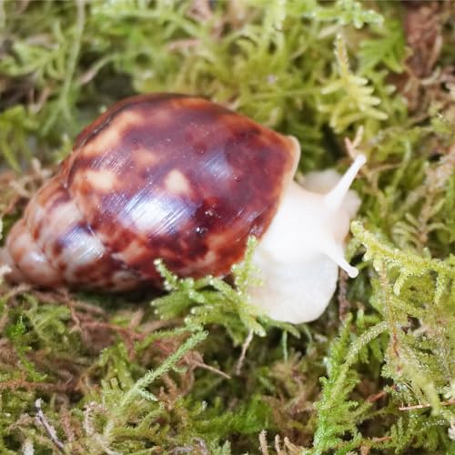 Natural Moss for Pet Snails, Perfect Pet Snail Supplies for Maintain The Humidity Levels in The Enclosure