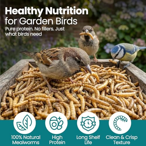Dried Black Soldier Fly Larvae Chicken Feed 100% Natural Non-GMO, No Additives, Treat for Chickens, Reptiles and Birds, More Calcium than Mealworms for Wild Birds, Ducks, Laying Hens (2.5LBS)
