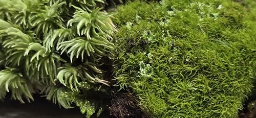 Super Fairy Garden Assortment Moss and Lichen for Terrarium, 6"x9" Bag