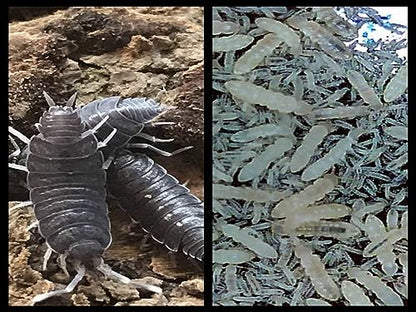 Powder Blue Isopods (Qty-20) & Springtails (8 oz Seeding Cuture) Combo Package, for Amphibian/Reptile/Invertebrate Bioactive Habitats, by Critters Direct - size: Springtails+Isopods Combo