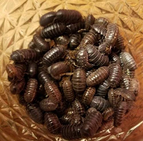 100 - Organically Raised Live Bulk Isopods - (Bioactive Cleanup Crew - Live Premium Feeders) - Armadillidium vulgare