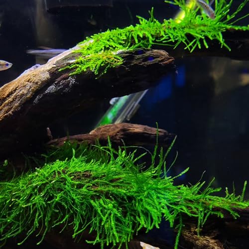 Java Moss | Vesicularia Dubyana Freshwater Live Aquarium Plant BUY2GET1FREE
