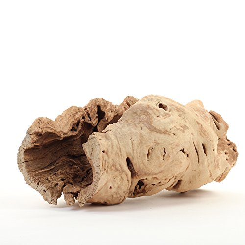 Koyal Wholesale 10" Hollow Grapewood Branch Decor 1Pcs Grapewood Centerpiece Vase Air Plants Sand Blasted Grapevine Wood Untreated Terrarium Wood Driftwood Decor