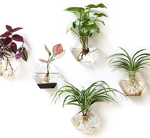 Kingbuy Hexagon Wall Planter Set - 3 Pack Glass Propagation Terrarium Vases with Hanging Mounts for Indoor Plants, Air Plants & Hydroponic Stations Home Office Decor, Plant Lover Gifts (Medium) - size: Medium