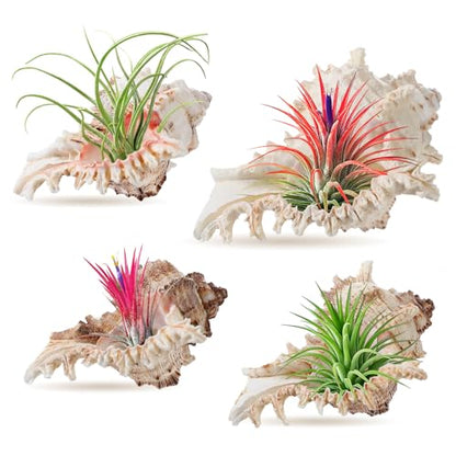 ANPHSIN 4 Pack Conch Sea Shell Air Plant Holders- 4-5 inches Natural Airplant Pot, Decorative Tillandsia Succulent Display Container for Gardening Housewarming Gifts Home Table Decors, No Plants - style: Conch Shell