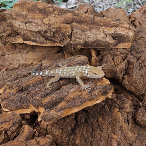 VANZACK 14Pcs Reptile Cork Bark Hideouts Lizard Climbing Bark Reptile Basking Platform Terrarium Decorations for Snakes Geckos Bearded Dragon Tank Accessories