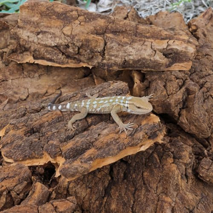 VANZACK 14Pcs Reptile Cork Bark Hideouts Lizard Climbing Bark Reptile Basking Platform Terrarium Decorations for Snakes Geckos Bearded Dragon Tank Accessories