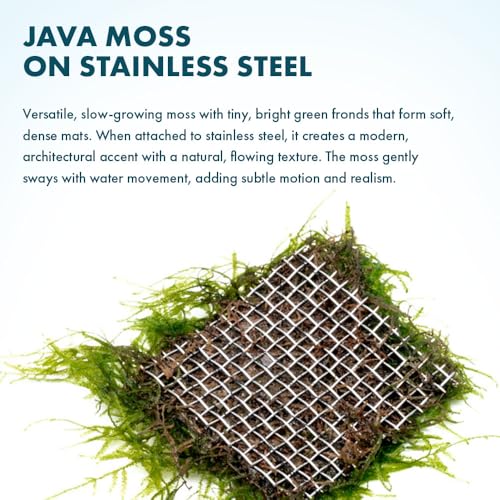 Live Aquarium Plants on Driftwood, Lava Rock, Moss, Fiber Mat - Freshwater Fish Tanks - Easy, Beginner Friendly (Java Moss on Stainless Steel, (1 Pack)) - color: Java - Stainless Steel, size: 1 Pack