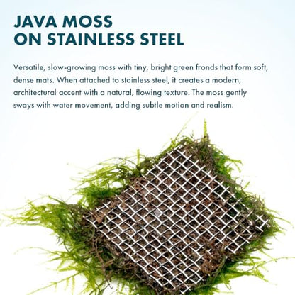Live Aquarium Plants on Driftwood, Lava Rock, Moss, Fiber Mat - Freshwater Fish Tanks - Easy, Beginner Friendly (Java Moss on Stainless Steel, (1 Pack)) - color: Java - Stainless Steel, size: 1 Pack