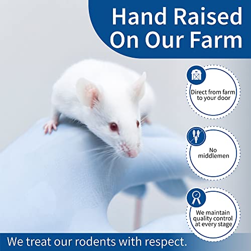 MiceDirect 15 Weanling Rats: Pack of Frozen Weanling Feeder Rats - Food for Corn Snakes, Ball Pythons, Lizards and Other Pet Reptiles - Freshest Snake Feed Supplies - size: 1 Count (Pack of 15)