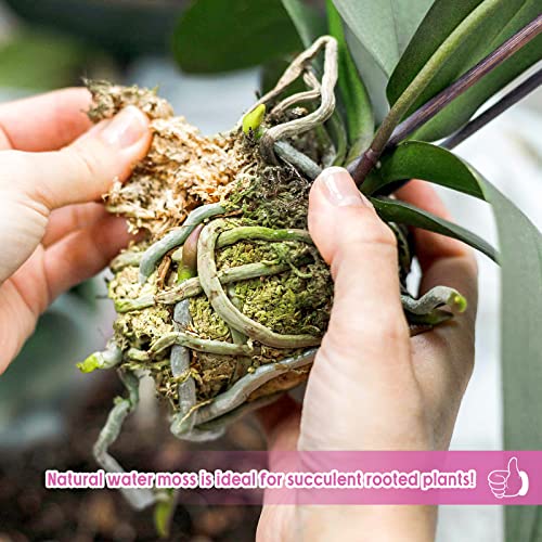 14OZ Sphagnum Moss for Plants - 16QT Natural Long Fibers Orchid Moss | Moisture Retention & Drainage Balance, Plant Moss for Orchids, Succulents, Carnivorous, Ferns, Reptile Bedding & Terrariums - size: 16 QT(14 oz)