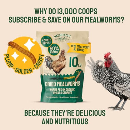 Hatortempt 5lb Dried Mealworms for Chickens & Wild Birds, Chicken Feed | High-Protein Chicken Food - Meal Worms Fed an Organic Diet - Hand Inspected Treats for Laying Hens & Ducks - 2 Yr Shelf Life - size: 5 Pound (Pack of 1)