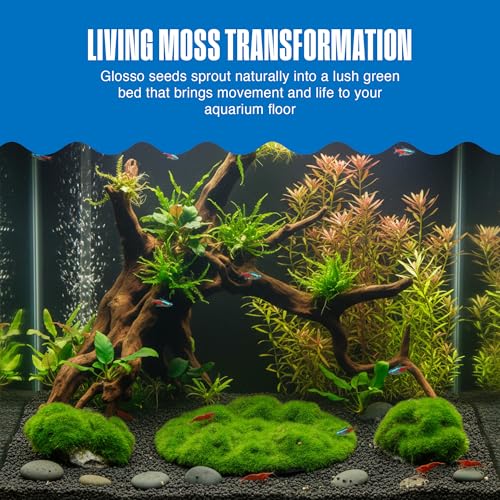 Penn-Plax Aqua Flora Moss Patch - Aquarium Living Resin Decoration with Embedded Glosso Seeds - Easy-Grow Freshwater Moss for Natural Aquascapes - Safe Resin Decor - Green, 4.3 x 2.87 x 0.8 Inches