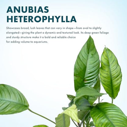Anubias Live Aquarium Plants - Potted Freshwater Plant for Fish Tanks, Terrariums - Beginner Friendly Low Light (Heterophylla, 3 Pots) - color: Heterophylla, size: 3 Pots