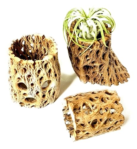 Natural Cholla Wood Decorative Holders, for Air Plants, Terrariums, Aquariums, Crafts & More Cactus Skeleton Planter, Set of 3