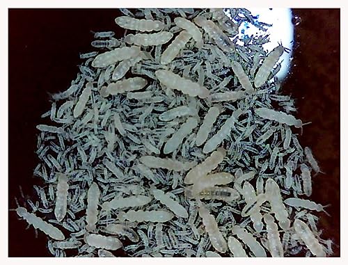 Powder Blue Isopods (Qty-20) & Springtails (8 oz Seeding Cuture) Combo Package, for Amphibian/Reptile/Invertebrate Bioactive Habitats, by Critters Direct - size: Springtails+Isopods Combo