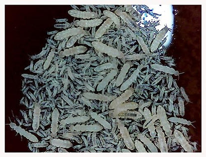Powder Blue Isopods (Qty-20) & Springtails (8 oz Seeding Cuture) Combo Package, for Amphibian/Reptile/Invertebrate Bioactive Habitats, by Critters Direct - size: Springtails+Isopods Combo