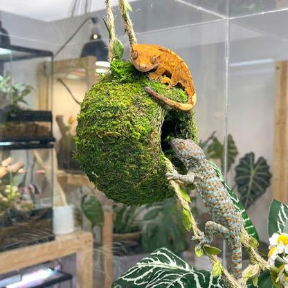 Moss Cave Hideout with Hanging Rope & Hemp Climbing Ladder – Natural Reptile Tank Decor Accessories for Crested Geckos, Chameleons, Tree Frogs, Leopard Geckos & Snakes. Terrarium & Vivarium Decor (6") - size: 6"