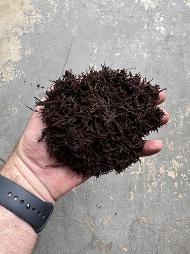 Premium Gritty New Zealand Tree Fern Fiber Growing Medium and Reptile Substrate- Natural, Organic, Long Lasting | for Orchids and Tropicals | Use in Terrariums and Vivariums (1 Gallon)