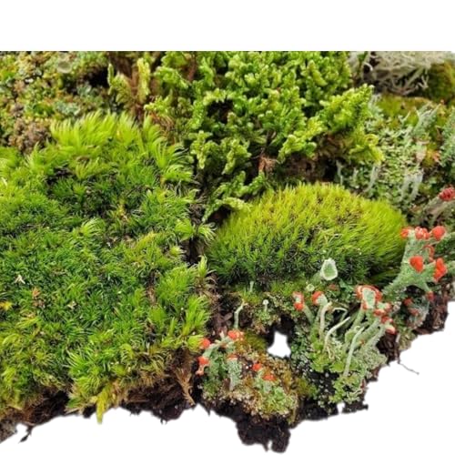 Super Fairy Garden Assortment Moss and Lichen for Terrarium, 6"x9" Bag