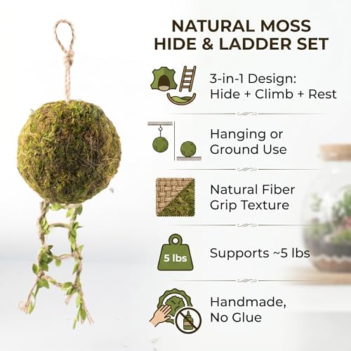 Reptile Hide with Hanging Climbing Ladder – Handmade Crested Gecko Tank Accessories, Hide for Crested Gecko, Hermit Crab, and Small Reptiles