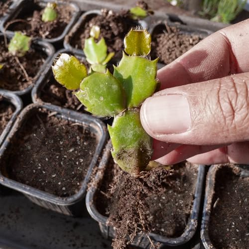 Doter Christmas Cactus Potting Soil Mix 1qt, Ideal for Succulents, Christmas Cacti, and Other Indoor Potted Plantings - size: 1qt