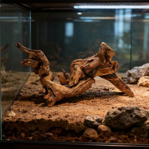 Natural Driftwood for Aquarium 3 Pcs, Assorted Shape Azalea Root Wood, 7.9-9.8 in / 20-25 Cm, Freshwater Aquarium Driftwood, Terrarium Décor