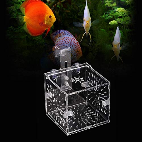 Fish Isolation Breeder Box, Clear Acrylic Breeding Incubator with Divider and Dual Mounting for Aquarium Fish Tank Transparent 3.94 x 3.86 x 3.94 in 1 Pack