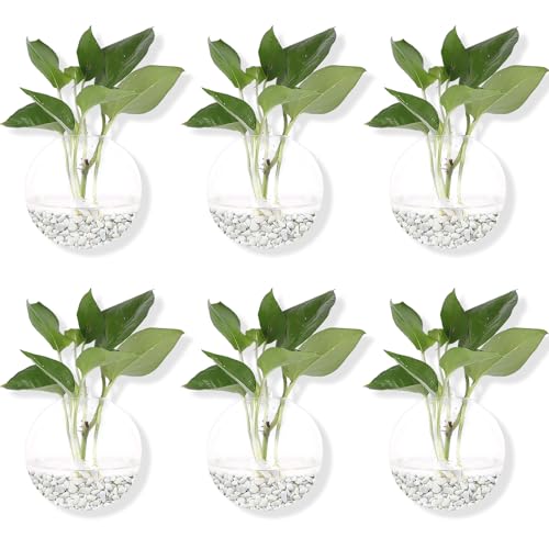 Hanging Wall Planters Pack of 6 Glass Plant Pots Round Wall Vases for Flowers Hanging Propagation Station Glass Plant Holder Wall Terrariums Plant Container