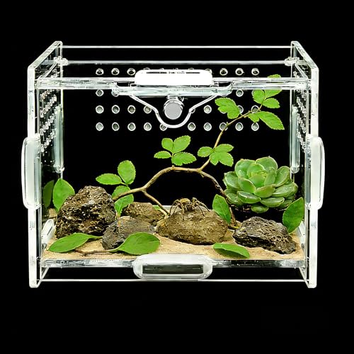 Mini Acrylic Spider Enclosure, Clear Habitat with 1mm Ventilation | Compact clear acrylic enclosure with 1 mm ventilation holes for jumping spiders and other small invertebrates. - size: Small Square Acrylic Terrarium