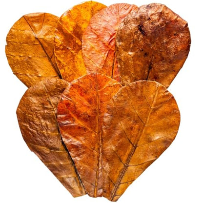 50 Pcs Indian Almond Catappa Leaves 6" for Axolotl Aquariums – Natural Leaf Litter, Aquarium Botanicals, Tank Accessories & Habitat Decor